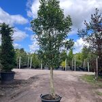 2x Portugese laurier, Prunus ‘Angustifolia’, halfstam, wintergroen, ca
