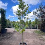 2x Laurierkers, Prunus ‘Novita’, leigeschikt, wintergroen, ca. 3 m hoo
