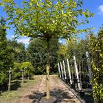 2x Witte moerbei, Morus ‘Fruitless’, dakboom, ca. 200 cm stamhoogte