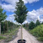 5x Portugese laurier, Prunus ‘Angustifolia’, leigeschikt, wintergroen,