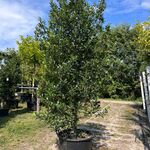 3x Hulst, Ilex ‘Limsi’, solitair, wintergroen, ca. 200-225 cm hoog