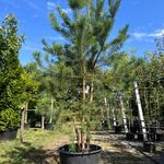Grove den, Pinus Sylvestris, meerstammig, wintergroen, ca. 225-275 cm