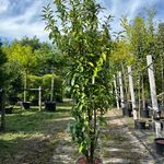 4x Laurierkers, Prunus ‘Genolia’, haagplant, wintergroen, ca. 200 cm h