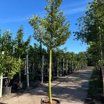 3x Portugese laurier, Prunus Lusitanica, hoogstam, wintergroen, ca. 3-