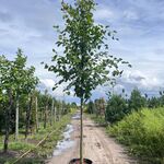 2x Koningslinde, Tilia ‘Pallida’, hoogstam, ca. 5 m hoog