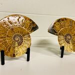 Ammoniet paar op metalen standaard