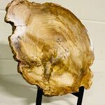 Versteend hout plak met standaard