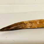 Spinosaurus tand (14 cm)