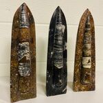 3x Orthoceras op standaard