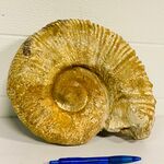 Ammoniet fossiel