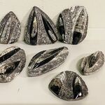 7x Orthoceras plaatje dubbel