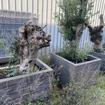 3x Olijfplant in bak