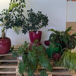 C.a. 8x Diverse Plant met Pot