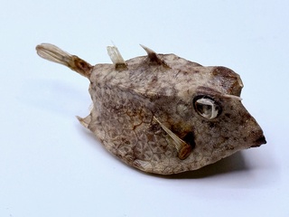Taxidermy Japanse Blowfish – Doku Fugu