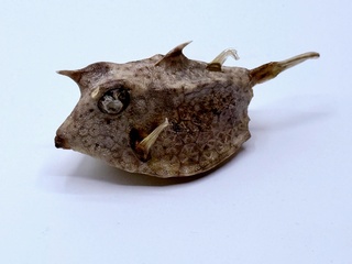 Taxidermy Japanse Blowfish – Doku Fugu