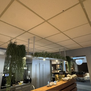 Partij kunst hangplanten Colours&Green