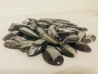 Ca. 39x Orthoceras fossiel