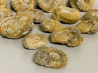Ca. 14x Ammoniet fossiel