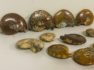 Ca. 12x Ammonieten