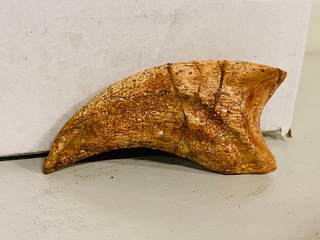 Spinosaurus klauw