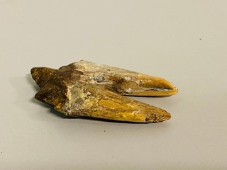 Basilosaurus tand