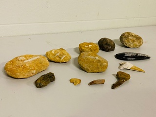 Ca. 12x Set diverse fossielen