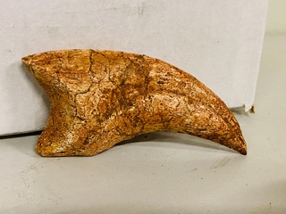 Spinosaurus klauw