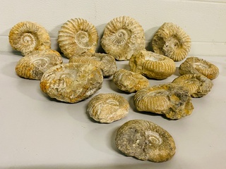 Ca. 14x Ammoniet fossiel