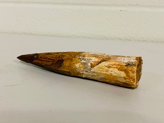 Spinosaurus tand 12cm