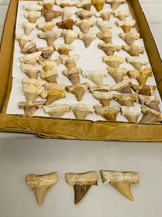 Ca. 60x Haaientanden