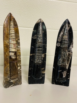 3x Orthoceras op standaard