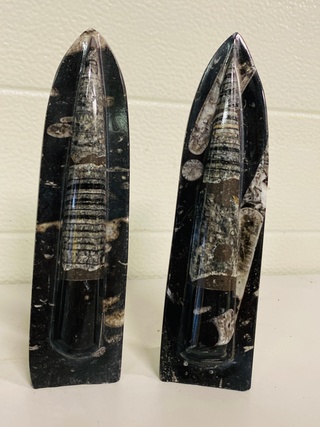 3x Orthoceras op standaard