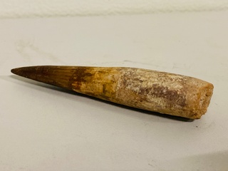 Spinosaurus tand (12 cm!)