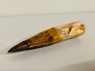 Spinosaurus tand 12cm