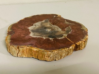 Versteend hout plak met standaard