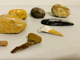 Ca. 12x Set diverse fossielen