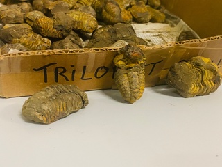 Ca. 58x Trilobiet fossiel