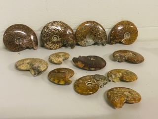 Ca. 12x Ammonieten