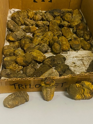 Ca. 58x Trilobiet fossiel