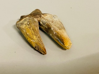 Basilosaurus tand