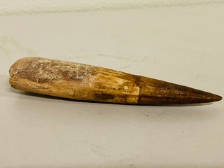 Spinosaurus tand (12 cm!)