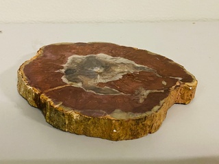 Versteend hout plak met standaard