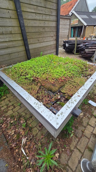 Sedum dakje