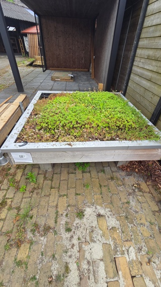 Sedum dakje