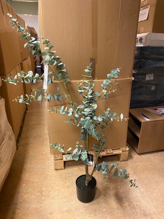 Kunstplant, Pure, Eucalyptus Globulus, groen/zwart, 150cm