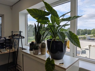 5x Plant in pot