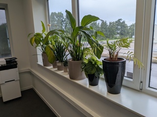 8x Plant in pot