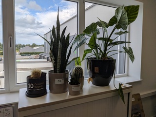 5x Plant in pot