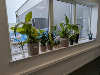 8x Plant in pot