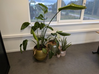 4x Plant in pot
